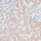 Glypican 4 antibody, 14-635, ProSci, Immunohistochemistry paraffin image 