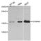 Gem Nuclear Organelle Associated Protein 6 antibody, LS-C747484, Lifespan Biosciences, Western Blot image 