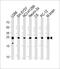 Ubiquitin C-Terminal Hydrolase L1 antibody, MBS9214247, MyBioSource, Western Blot image 