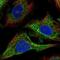 CDC42 Binding Protein Kinase Alpha antibody, NBP2-55964, Novus Biologicals, Immunofluorescence image 