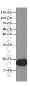 Synuclein Alpha antibody, 66412-1-Ig, Proteintech Group, Western Blot image 