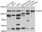 NLR Family CARD Domain Containing 4 antibody, abx006469, Abbexa, Western Blot image 