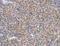 Sialic Acid Binding Ig Like Lectin 7 antibody, LS-C403036, Lifespan Biosciences, Immunohistochemistry paraffin image 