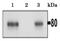 Calmegin antibody, GTX00744, GeneTex, Immunoprecipitation image 