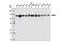Minichromosome Maintenance Complex Component 2 antibody, 12079S, Cell Signaling Technology, Western Blot image 
