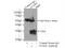 Enoyl-CoA Hydratase, Short Chain 1 antibody, 66117-1-Ig, Proteintech Group, Immunoprecipitation image 