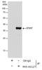Syntaxin 17 antibody, PA5-40127, Invitrogen Antibodies, Immunoprecipitation image 