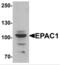 Rap guanine nucleotide exchange factor 3 antibody, NBP2-81767, Novus Biologicals, Western Blot image 