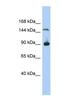 Hypothetical MGC50722 antibody, NBP1-91472, Novus Biologicals, Western Blot image 
