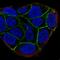 Cordon-Bleu WH2 Repeat Protein Like 1 antibody, NBP2-32033, Novus Biologicals, Immunofluorescence image 