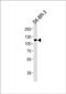 Isoleucyl-TRNA Synthetase 2, Mitochondrial antibody, PA5-49566, Invitrogen Antibodies, Western Blot image 