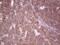 TNF Receptor Superfamily Member 18 antibody, NBP2-46156, Novus Biologicals, Immunohistochemistry frozen image 