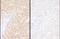 WW Domain Containing Oxidoreductase antibody, NBP2-32122, Novus Biologicals, Immunohistochemistry paraffin image 