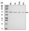 Purinergic Receptor P2X 4 antibody, A04715-2, Boster Biological Technology, Western Blot image 