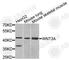 Wnt Family Member 3A antibody, A9923, ABclonal Technology, Western Blot image 