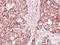 Enoyl-CoA Hydratase, Short Chain 1 antibody, NBP2-16264, Novus Biologicals, Immunohistochemistry frozen image 