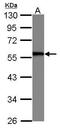 SERPINE1 MRNA Binding Protein 1 antibody, PA5-29440, Invitrogen Antibodies, Western Blot image 