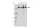 SPT6 Homolog, Histone Chaperone And Transcription Elongation Factor antibody, 15616S, Cell Signaling Technology, Western Blot image 