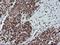 Phosphodiesterase 4B antibody, NBP2-01171, Novus Biologicals, Immunohistochemistry frozen image 