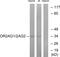 Olfactory Receptor Family 2 Subfamily AG Member 1 (Gene/Pseudogene) antibody, GTX87074, GeneTex, Western Blot image 