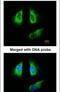 Tyrosine 3-Monooxygenase/Tryptophan 5-Monooxygenase Activation Protein Beta antibody, PA5-22264, Invitrogen Antibodies, Immunofluorescence image 