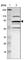 Mastermind Like Domain Containing 1 antibody, HPA003923, Atlas Antibodies, Western Blot image 