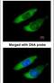 Actin Related Protein 2/3 Complex Subunit 2 antibody, PA5-21405, Invitrogen Antibodies, Immunofluorescence image 