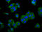 Sarcoglycan Gamma antibody, LS-C681321, Lifespan Biosciences, Immunofluorescence image 