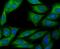 ERGIC And Golgi 3 antibody, NBP2-76928, Novus Biologicals, Immunocytochemistry image 