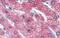 Zinc Finger Protein 777 antibody, PA5-40563, Invitrogen Antibodies, Immunohistochemistry frozen image 
