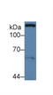 Paxillin antibody, LS-C314841, Lifespan Biosciences, Western Blot image 