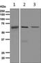 SUMO Specific Peptidase 2 antibody, ab124724, Abcam, Western Blot image 