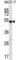 Coilin antibody, abx028272, Abbexa, Western Blot image 