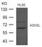 ASH2 Like, Histone Lysine Methyltransferase Complex Subunit antibody, 79-687, ProSci, Western Blot image 