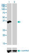 Homeobox D8 antibody, LS-C197451, Lifespan Biosciences, Western Blot image 