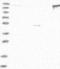 Pleckstrin And Sec7 Domain Containing 4 antibody, NBP1-84006, Novus Biologicals, Western Blot image 