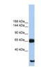 Phosphatidylinositol Glycan Anchor Biosynthesis Class O antibody, NBP1-62446, Novus Biologicals, Western Blot image 