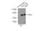 ADP Ribosylation Factor Like GTPase 13B antibody, 17711-1-AP, Proteintech Group, Immunoprecipitation image 