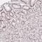 Origin Recognition Complex Subunit 3 antibody, NBP2-49097, Novus Biologicals, Immunohistochemistry frozen image 