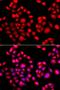 PR/SET Domain 14 antibody, LS-C334124, Lifespan Biosciences, Immunofluorescence image 