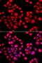 PR domain zinc finger protein 14 antibody, LS-C334124, Lifespan Biosciences, Immunofluorescence image 