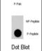 Ribosomal Protein S6 Kinase A3 antibody, abx031994, Abbexa, Dot Blot image 