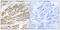 Mitochondrial Pyruvate Carrier 1 antibody, GTX87153, GeneTex, Immunohistochemistry paraffin image 