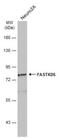 FAST Kinase Domains 5 antibody, NBP2-16435, Novus Biologicals, Western Blot image 