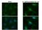 RAD51 Recombinase antibody, 56214, QED Bioscience, Immunofluorescence image 