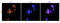 Presenilin 2 antibody, orb373712, Biorbyt, Immunofluorescence image 