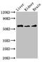 Cholinergic Receptor Muscarinic 5 antibody, CSB-PA005385LA01HU, Cusabio, Western Blot image 