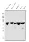 Interferon Regulatory Factor 3 antibody, A00165-5, Boster Biological Technology, Western Blot image 