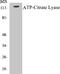 ATP Citrate Lyase antibody, EKC1046, Boster Biological Technology, Western Blot image 