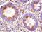 Cyclin B2 antibody, AF6204, R&D Systems, Immunohistochemistry frozen image 